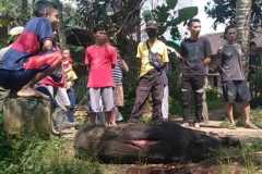 Tiga warga Desa Windusari luka-luka diserang babi hutan